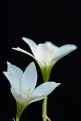Fototapeta na wymiar Snowdrop flower