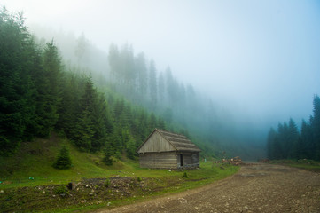 Beautiful pine trees on  mountains