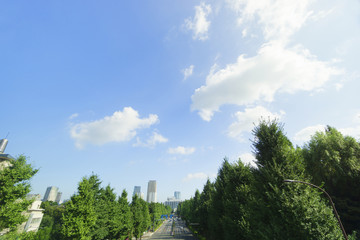 Fototapeta na wymiar 大都会東京の緑　神宮外苑　外苑東通り　六本木方面を望む　大空コピースペース