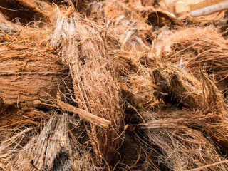 Dry coconuts texture background macro selective focus