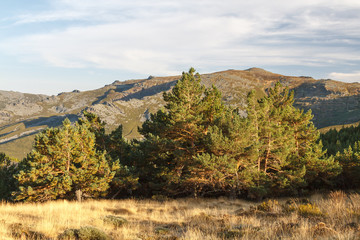 Pinos Albares y Pico Vizcodillo. La Cabrera, Truchillas, León.
