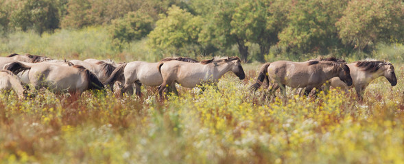Konik horses © michaklootwijk