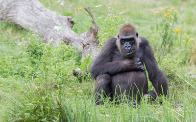 Fototapeta premium Adult gorilla resting