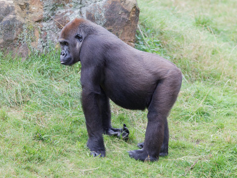 Adult gorilla resting