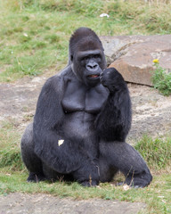 Silver backed male Gorilla