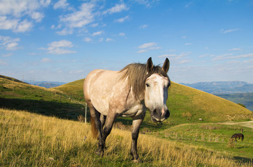 Obraz premium Ritratto di un cavallo grigio curioso