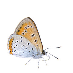 Colored butterfly sitting on the white background