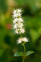 Flores de Hierbabuena. Mentha spicata.
