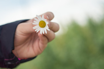 Hand Holding a Single Flower