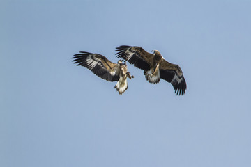 White-bellied sea eagle in Pottuvil, Sri Lanka