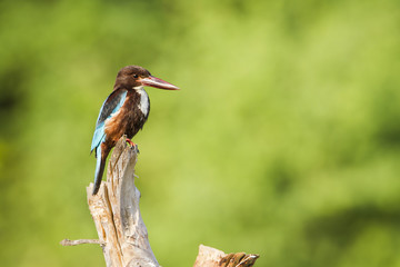 White-throated kingfisher in Arugam bay lagoon, Sri Lanka