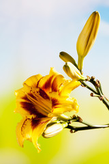 Braun gelbe Taglilie (Hemerocallis), gelb, blau, Unschärfe