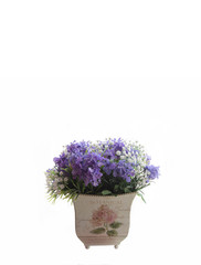 Naklejka na ściany i meble flowers in flower pots on white background