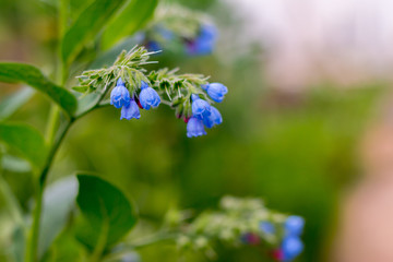 Колокольчики / Bells