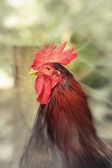 Rooster