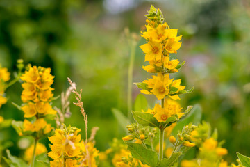 Цветок Вербейника / Flower Loosestrife