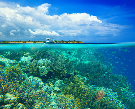 Fototapeta Coral reef on background. Underwater scena