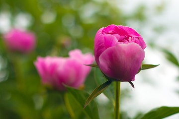 Цветы / Flowers