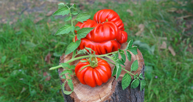 tomato slices on a stump top view