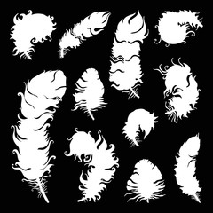 Beautiful Vintage Feathers