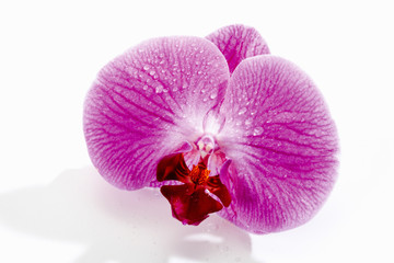 Violette Orchidee (Orchidaceae), Wasertropfen,