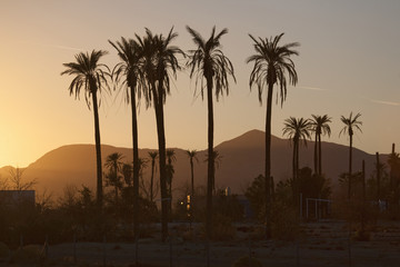 Obraz premium Palm trees at sunset in Southern California.