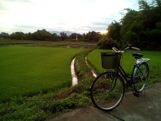 Obraz premium bicycle and field evening scene