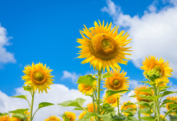 Blooming sunflowers 