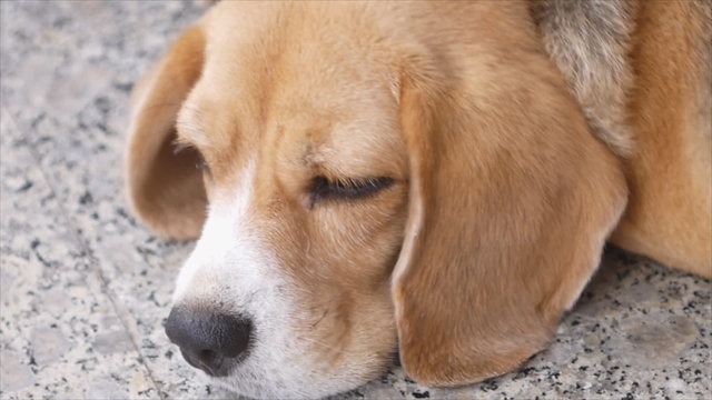 Close up portrait of lying beagle dog
