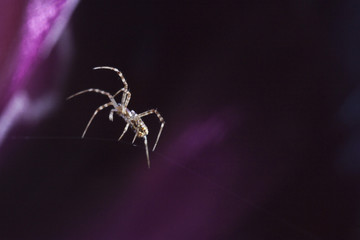 walking spider web
