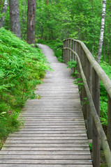 Obraz premium Wooden boardwalk with safety railing in summer forest