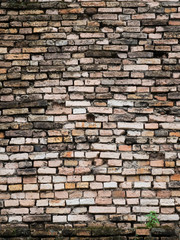 Bricks wall texture background with lichen vertical
