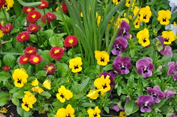 Frühlingsblumen © Fotolyse