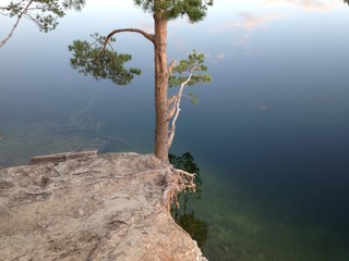 tree lake reflection