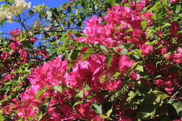 flore de la Réunion