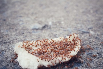 Ants eating.