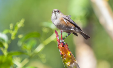  tec-tec, oiseau insectivore endémique de la Réunion