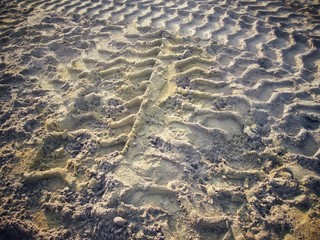 Wheel tracks on the soil.