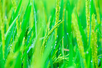 close up of green rice field in Vietnam
