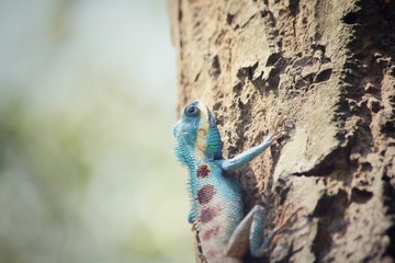 Bule thai lizard on tree