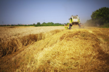 Fototapeta premium Combine harvester working in the field