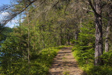 path trough forest on a sunny day