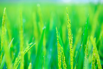 Obraz premium zamknąć pola zielonego ryżu w Wietnamie