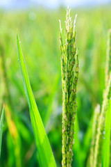 close up of green rice field in Vietnam
