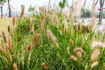 Park in jiangyin