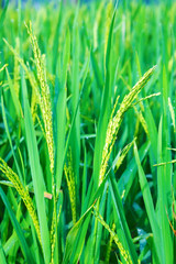 close up of green rice field in Vietnam
