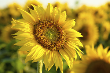 Fototapeta premium Sunflower close up at sunset
