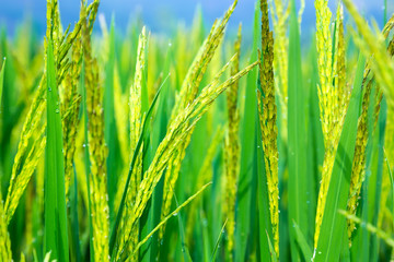 close up of green rice field in Vietnam
