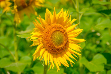 Blooming sunflowers 