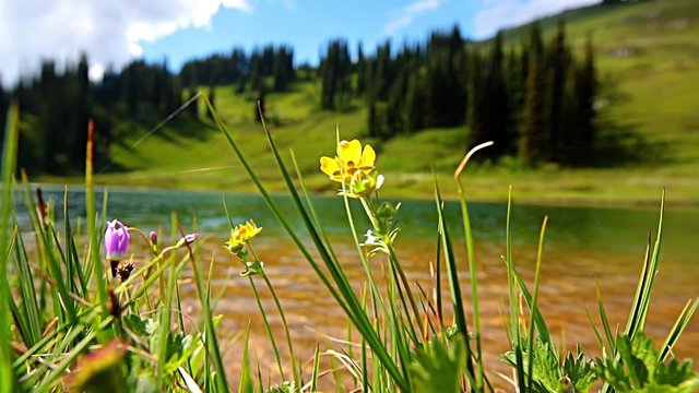 Flowers meadow in Image lake,Washington,USA